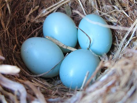 Do Blue Jays Make Nests