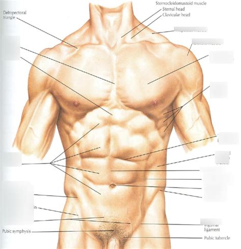 Thorax And Abdomen Diagram Quizlet