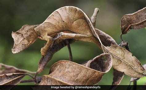 Spot The Lizard In This Pic. Its Perfect Camouflage Has Twitter Amazed