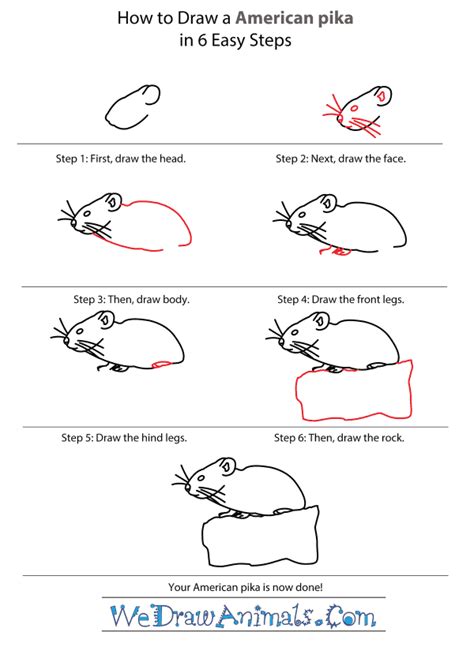 How To Draw An American Pika