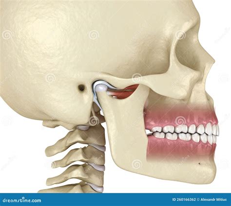 Tmj The Temporomandibular Joints Healthy Occlusion Anatomy Stock