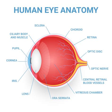 ICL For Thin Cornea An Effective Solution For Vision Correction