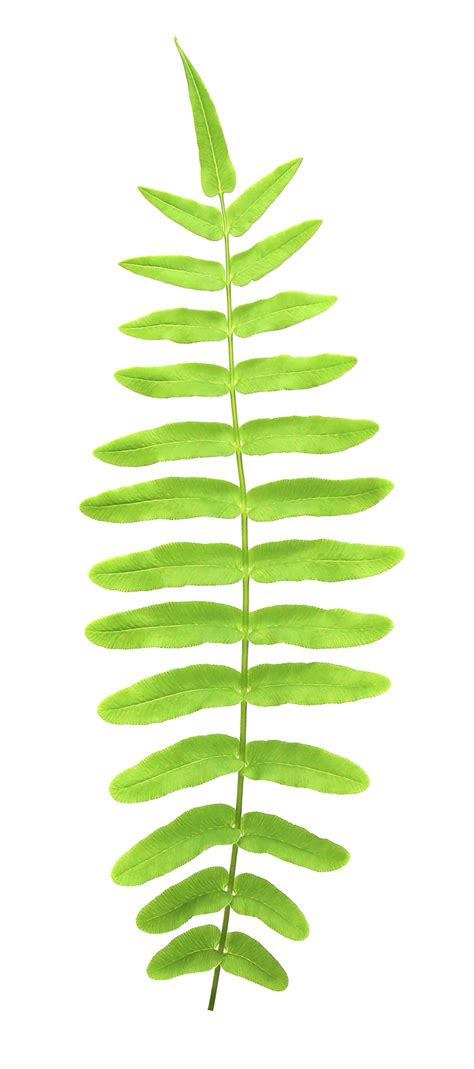 Fern Leaf Png