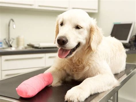 Metal Implants in Dogs May Lead to Cancer in Some Cases | petMD