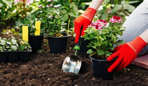 Gardening Soil: Different Types of Soil, Price & Gardening Tips