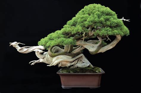 Top Bonsai Tree Art In 2023 Learn More Here Earthysai