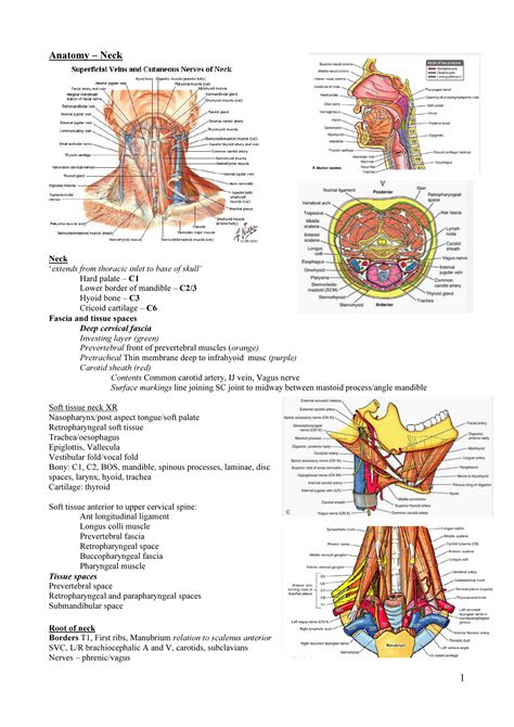 1 Anatomy Neck