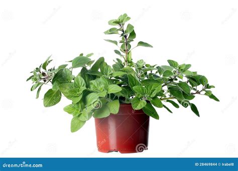 Oregano Herb Plant Growing In The Pot Stock Photo Image Of Oregano