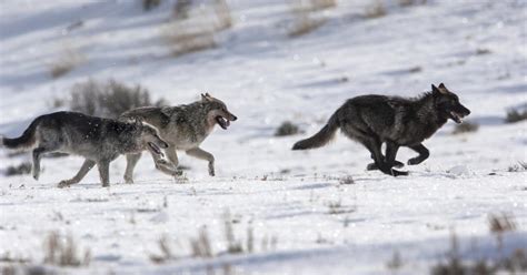 One Year Since Court Restored Esa Protections For Wolves