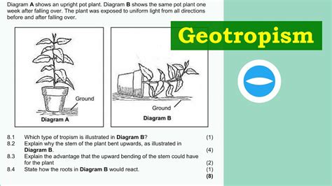 Exam Questions Plant Responding To The Environment Geotropism