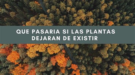 Que Pasaria Si Las Plantas Dejaran De Existir Youtube