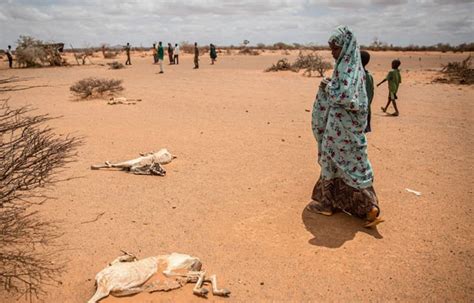 Confronting Impacts Of Climate Change In Somalia Through Awareness