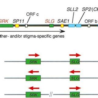 Genomnic Structure Of The S Locus Complex Region A A Map Of The 76 Kb