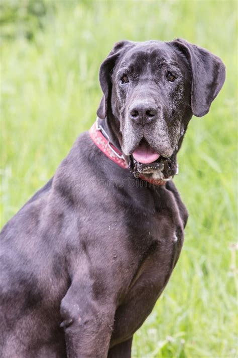 German Mastiff Living In Belgium Stock Image Image Of Nature Nand