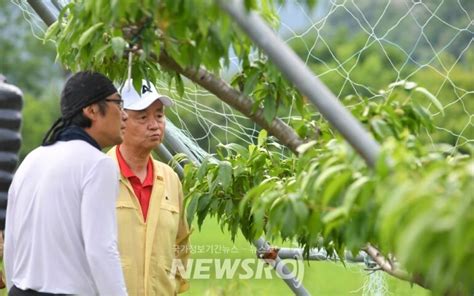 화천군 우박피해 입은 사과농가 위해 ‘소비 촉진 캠페인 나선다 뉴스로