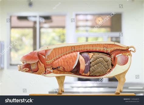 discover  fascinating anatomy   pig
