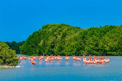 Conoce La Funci N De Las Reservas Ecol Gicas Rincones De M Xico