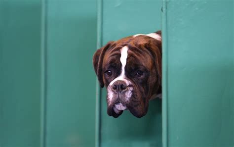 Lascia Il Cane In Auto Sotto Al Sole E Al Ritorno Lo Trova Morto