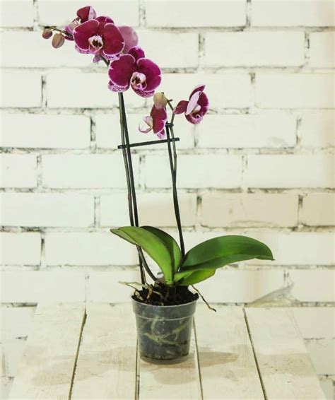 How Do You Fertilize Orchids in Water Culture? | Fertilizer Pick