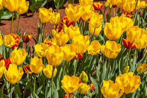 At the Tesselaar Tulip Festival in Victoria, Australia