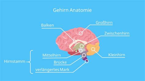 Gehirn Einfach Erkl Rt Aufbau Und Funktion Mit Video