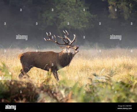 Red Deer Stag Bellowing At Dawn Stock Photo Alamy