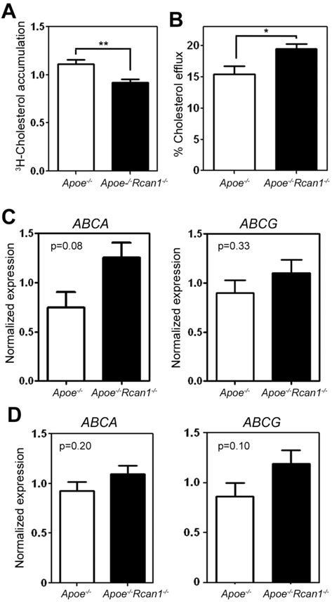 Figure S Rcan Is A Modest Regulator Of Cholesterol Efflux In