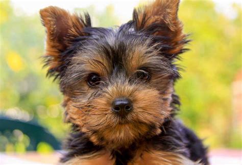 Unique Male Yorkie Names