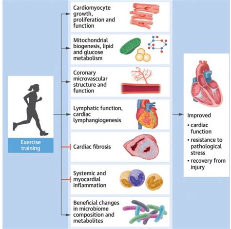 How Exercise Benefits The Heart And Heart Exerciseismedicine