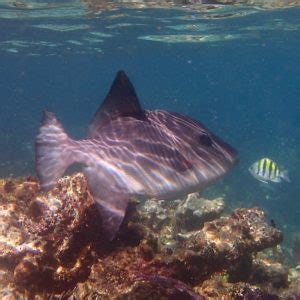 Snorkeling in Puerto Morelos, Mayan Riviera | Snorkeling in Mexico