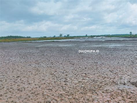 Keluh Petani Sawah Pohuwato Empat Kali Gagal Panen Karena Pintu Air