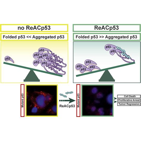 A Designed Inhibitor Of P53 Aggregation Rescues P53 Tumor Suppression In Ovarian Carcinomas