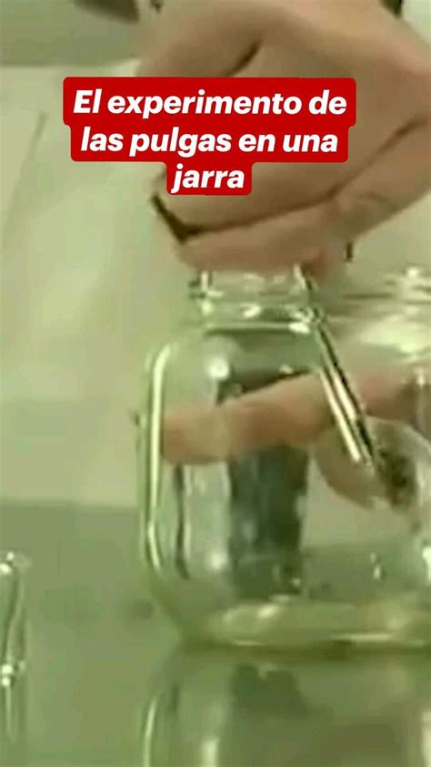 El Experimento De Las Pulgas En Una Jarra