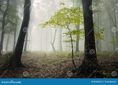 Fogy Forest Autumn Stock Photo Image Of Horror Dawn 62456472