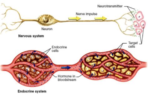 Lecture Difference Between Nervous System And Endocrine System