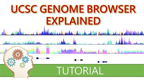 GET STARTED WITH THE UCSC GENOME BROWSER What You Need To Know YouTube