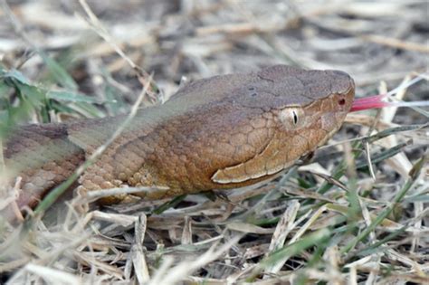 First Aid for Broad-Banded Copperhead Snake Bite