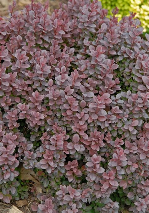 Berberis Thunbergii Concorde Japanese Barberry From Scotts Garden Centre