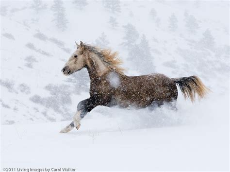 Wild Horses: Mica and the Cremello Colts in the Snow - Wild Hoofbeats ...