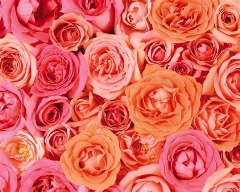 Orange Roses Desktop Wallpapers - Top Free Orange Roses Desktop Backgrounds - WallpaperAccess