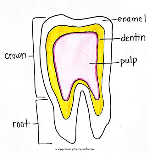 Parts of a Tooth Diagram - Primary Theme Park