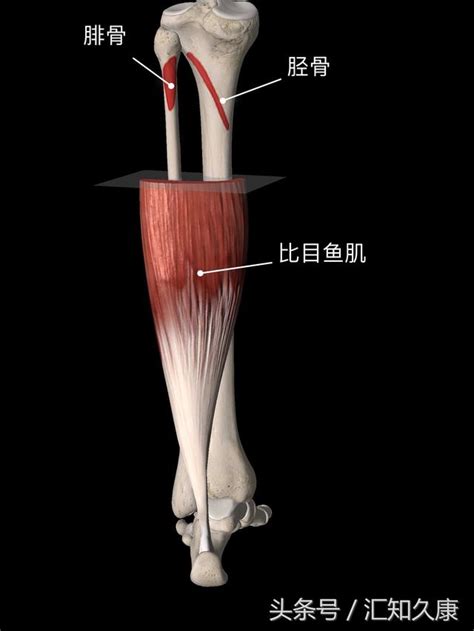 教你一個方法 解除跑步後引發的足跟疼痛 每日頭條