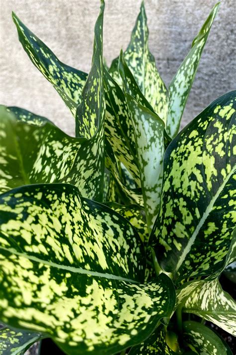 Aglaonema 'Wintry Winehouse' 8" – Sprout Home