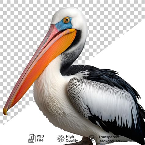 Premium PSD Pelican Isolated On Transparent Background Include Png File