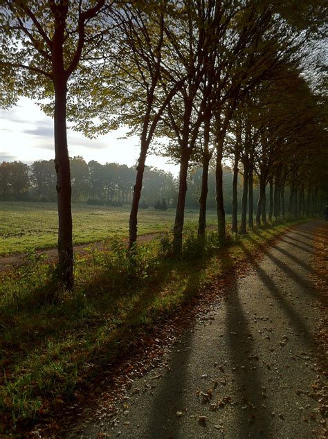 Fotos Gratis Paisaje árbol Naturaleza Bosque Camino Césped