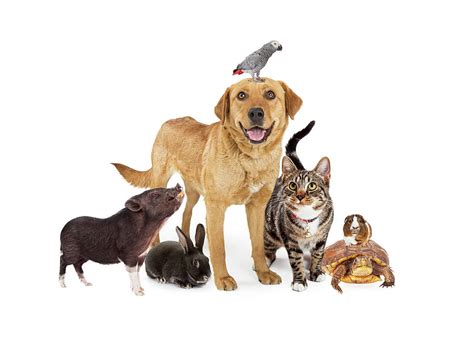 Group of Domestic Pets Together on White Photograph by Good Focused ...