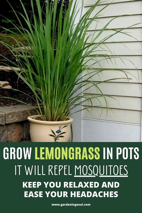 Grow Lemongrass In Pots It Will Repel Mosquitoes Keep You Relaxed And