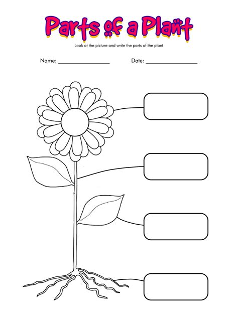 Labeling A Plant Worksheet