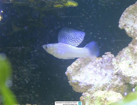 Poecilia Latipinna Sailfin Molly