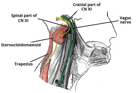 Spinal Accessory Th Cranial Nerve Anatomy Function Examination